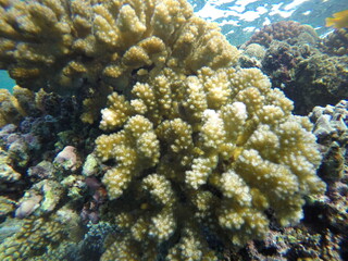 pocillopora coral reef red sea egypt