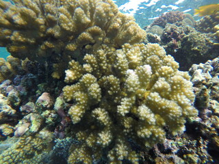 pocillopora coral reef red sea egypt