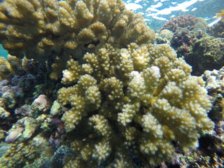 pocillopora coral reef red sea egypt