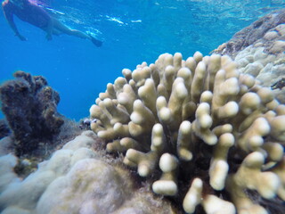 Naklejka na ściany i meble Stylophora pistillata, commonly known as hood coral or smooth cauliflower coral is a species of stony coral in the family Pocilloporidae. It is native to the Indo-Pacific region 