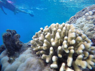 Stylophora pistillata, commonly known as hood coral or smooth cauliflower coral is a species of stony coral in the family Pocilloporidae. It is native to the Indo-Pacific region 