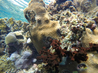 Tubastraea micranthus, commonly known as the black sun coral, and Turbinaria stellulata, also known as disc coral, is a species of colonial stony coral in the family 