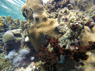 Tubastraea micranthus, commonly known as the black sun coral, and Turbinaria stellulata, also known as disc coral, is a species of colonial stony coral in the family 