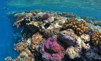 underwater sceneriy of coral reef in red sea egypt