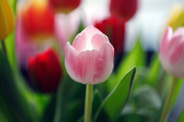 Eine Tulpe von vielen