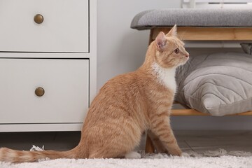 Cute ginger cat sitting on floor at home