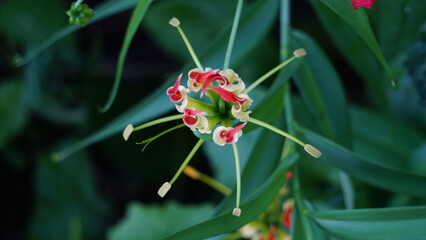 Gloriosa superaba (flame lily, glory lily, gloriosa lily, tiger claw, fire lily, Kembang sungsang)....