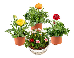 Set of flowers in pots cut out isolated transparent background