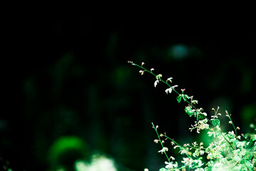 Flowering of Lespedeza occurs from July to September, when small, creamy-white flowers of Lespedeza with purple throats develop in clusters of two to four.