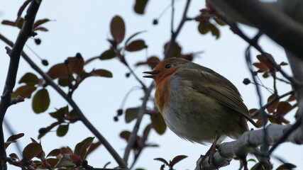 robin on a branch
