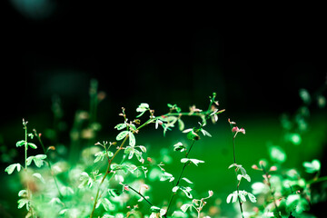  Lespedeza  are stored in the underground taproot and old stems die back. Lespedeza  stems arise...