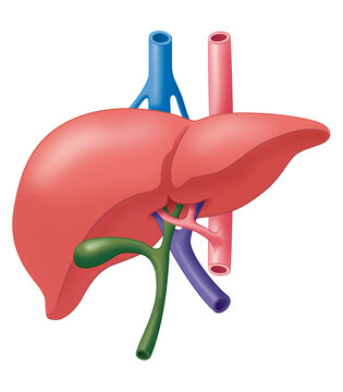 肝臓と胆嚢