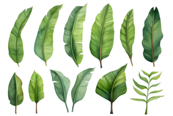 Fotobehang Set of banana leaves, banana leaves, watercolor vector realistic tropical botanical leaf plants Set of tropical leaves and flowers transparent background © WITCHA