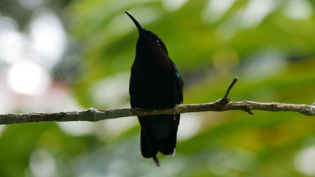 eulampis jugularis or purple-throated carib, hummingbird of lesser antilles on a twig, short 4k video with blurred background
