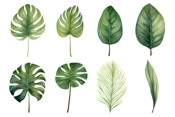 Fototapeta premium Set of tropical leaves, vector, watercolor, variety, ornamental, transparent background