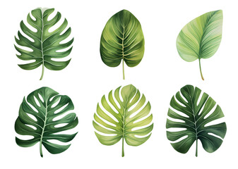 Set of tropical leaves, vector, watercolor, variety, ornamental, transparent background