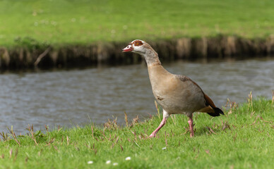 An adult male Egyptian or Nile goose (Alopochen aegyptiaca) walks along the bank of a canal in spring - 768936603