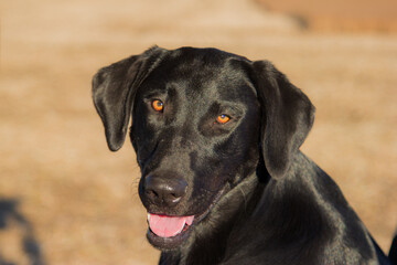 black labrador looking at camera