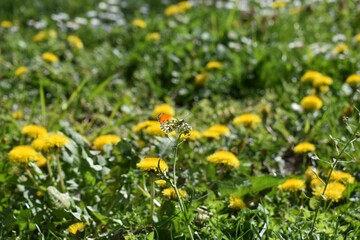  butterfly feeding on yellow  flower in summer floral background