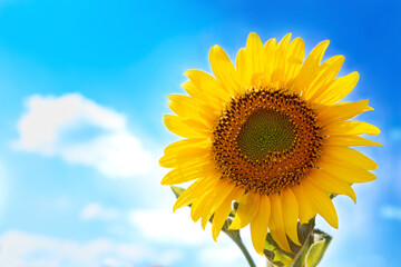 Ukrainian sunflower on the background of bright blue sky