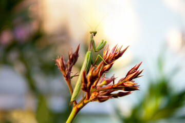 A mantis sits on a flower and looks into the distance.