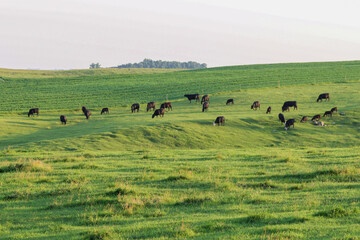 herd of cattle grazing in a pasture