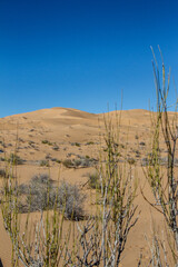 Dunes in the Great Desert of Altar, Sonora, Mexico.