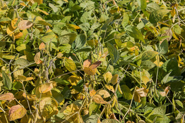 soybeans starting to ripen