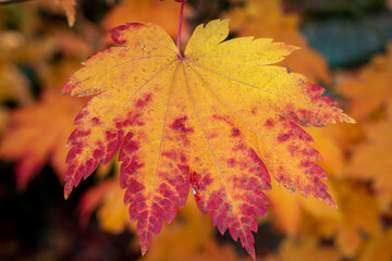 red maple leaf