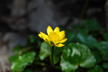 a small yellow flower in the forest