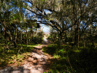 Fototapeta na wymiar A hiking trail through the natural Florida woods, Paynes Prairie