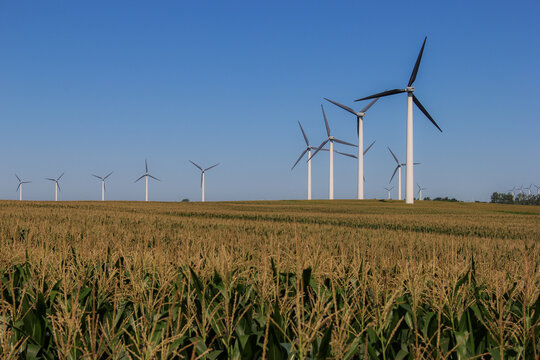 wind turbines over a tasseled corn field