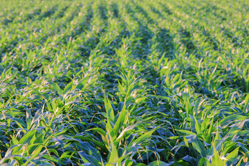 field of corn