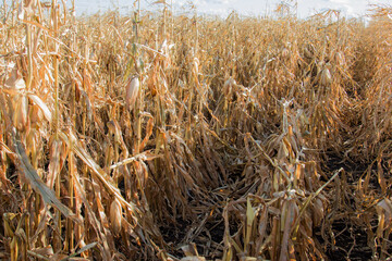 ripe corn blown over by the wind