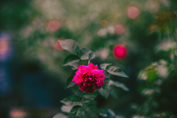 Beautiful rose on black background. Floral card design with dark vintage effect,Close of pink rose on rose bush,Roses in a garden at dusk,Pink rose 