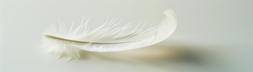 A delicate feather on a plain light background