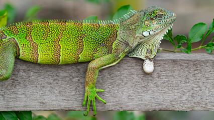 Photograph of an iguana (reptile) with the presence of multiple ticks