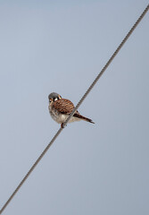 American Kestrel sitting on a wire looking right at the viewer.