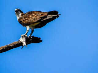 An Osprey eating a fish on the branch of a tree in Florida