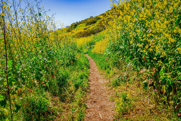 Fototapeta na wymiar countryside landscape 