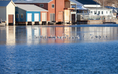 Ring-billed gulls sitting in a river in front of coloured cottages along a river.