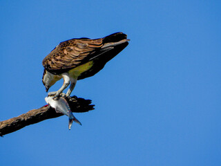 An Osprey eating a fish