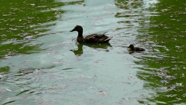 A family of wild ducks swims in a pond in slow motion. Wild birds nature footage 4K. Duck with little ducklings.