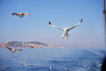 Gull birds flying over the sea