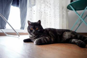 Adorable scottish black tabby cat