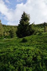 Beautiful summer landscape with blueberry bushes in the forest.