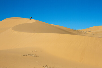 Fototapeta na wymiar A person climbing a dune in the Desert. Gran Desierto de Altar, Sonora, Mexico. 