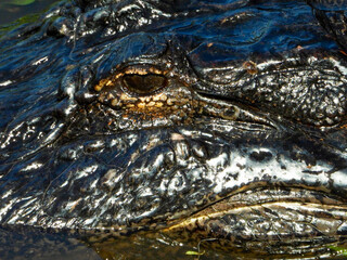 An alligator eye in the wild a close-up 