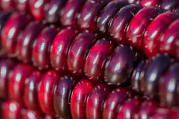 closeup of purple indian corn kernels