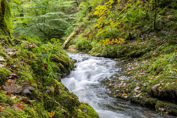 Obraz premium waterfall in the forest